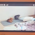 部屋でくつろぐ2匹の猫→ベビーモニター越しに『声をかけてみた』結果…まさ…