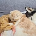 『眠っているハスキー犬と子猫』の間に挟まれている猫が…2匹の『お世…