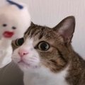 てるてる坊主が猫ちゃんのオモチャに！？猫ちゃんたちの遊び方の違い…