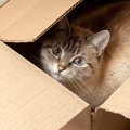 猫はなぜあんなに『段ボール箱』が好きなのか？考えられる4つの理由　理想…