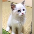 “白い毛がきれいな子猫”を飼ったと思ったら…１歳７ヶ月の『まるで別猫に変…