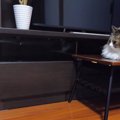 びっくり！壁の裏から猫ちゃんが出てきてソワソワ…