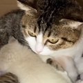 生後0日で保護された子猫→子育て中の『血のつながりのない母猫』に預けた…