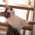 『虫』を見つけた猫…表情の変化が可愛すぎると7万3000再生を突破「元から…