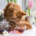 猫にお茶を飲ませるのはNG？与えて良い物と悪い物