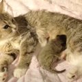 『生まれて間もない子猫にミルクを与える母猫』愛を感じる尊い光景に…