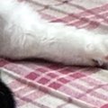部屋に入った瞬間『くつろぐ猫』を見て大爆笑…まさかの『おっさんすぎる光…