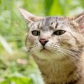 猫にも反抗期はある？時期と対処法について