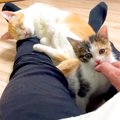 座っていると、保護子猫と先住猫が足の間に集まってきて…悶絶級に尊い『幸…