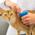 猫に『マイクロチップ』って必要？気になる装着方法や3つのメリットを…