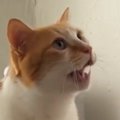 なでなでをおねだりする猫→飼い主の手が目の前で止まると…『可愛すぎ…