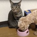 ワンちゃんにごはんをとられても全く気にしない猫ちゃん達！