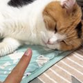 大好きなおしりぽんぽんを堪能する三毛猫→指を差し出されると…『可愛すぎ…