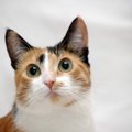 猫は色を認識出来るのか？