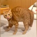 背中を丸めたネコ→『やんのかステップ』で勢いよく近づいてきて…思わ…