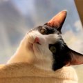 LAYLAの12猫占い【9/21～9/27】のあなたと猫ちゃんの運勢