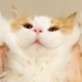 喜ぶと聞いて猫に『バンザイ』をさせてみた結果…予想外のリアクション…