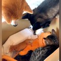 生まれて数日の赤ちゃん猫を保護→犬と猫が様子を見に来て…尊すぎる『優し…