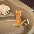 浴槽から出てくれない猫たち→『お湯』を出してみたら…想像以上の"…