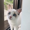 猫が大好きな『飼い主の言葉』5選