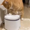 猫用の給水器を導入して1週間…『とんでもない使い方の数々』に"…