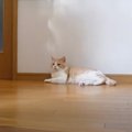 ママが猫のおやつを買い出し→『寂しがり屋の猫』を心配していたら…『…