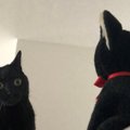 レンジフードを救え！自分にそっくりな守護神に仰天する猫が話題♡