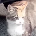 山間部で暮らしていた『目つきの鋭い三毛猫』→保護されて、愛情を注が…