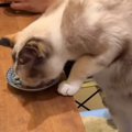 他の猫と一緒に食べるのが不満そうな猫→『一緒に食べる？』と誘ったら…