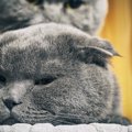 オスの猫の発情期はいつ？その特徴や期間、対策について