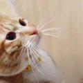 ちょっぴり切ない？猫ちゃんが選んだのはパパじゃなくて…