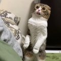 飼い主さんを遊びに誘うかわいい猫さん