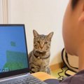 PCに夢中なお兄ちゃんに構ってほしくて…猫がとった『まさかの行動』が85万…