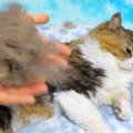 長毛種の大型猫を『ブラッシング』した結果…衝撃的な『抜け毛の量』に「ひ…