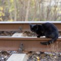 鉄道駅で働いて大人気になり、昨年引退した猫が「虹の橋」を渡る　ネ…