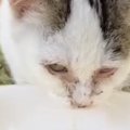 猫風邪でボロボロだった子猫…手術を乗り越え美猫になるまで