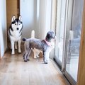 猫とハスキー犬たちのお留守番『隠し撮り』した結果…思わぬ光景に切な…