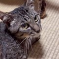 『ずっと寝たきりの状態だった保護猫』が、突然……思わず目を疑った『…