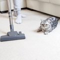 猫が掃除機を嫌がる理由とオススメの掃除法