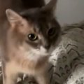 飼い主が起きるのを待つ猫→起床した次の瞬間…嬉しさ大爆発の『まさかの反…