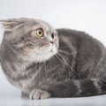 猫が『愛情不足』に陥る5つの原因と予防策