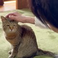 元野良猫が『大好きなばぁばとの別れ』で見せた反応…尊すぎる『挨拶の…