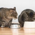 猫の多頭飼育で起こり得る『食事トラブル』3つ　横取り、感染…防ぐた…