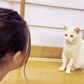 娘が『ママのこと好き？』と白猫に質問したら…『まさかの返事』で会話…