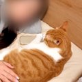 『飼い主の彼女』のことが大好きなネコたち→愛おしすぎる『まるで恋人のよ…