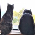 多頭飼育を始める前に知っておきたい注意点