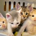 蟻だらけのダンボールに4匹の子猫…幸せな未来への扉が開く！