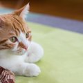 こんな仕草しない？寒い時に猫がする8つの行動