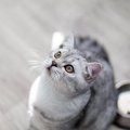 ただの食いしん坊じゃない？猫の「過食」3つの原因と対処法