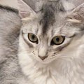 出かける気配を察知して『通せんぼしていた猫』→スルリと抜けられてしまい…